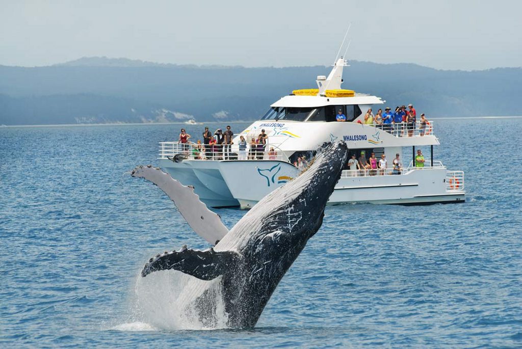 BREACHING: A humpback whale jumps out of Hervey Bay's water in front of the Whalesong cruise boat. BREACHING: A humpback whale jumps out of Hervey Bay's water in front of the Whalesong cruise boat.